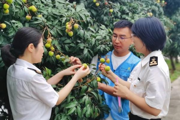 出口荔枝需要办理哪些手续？