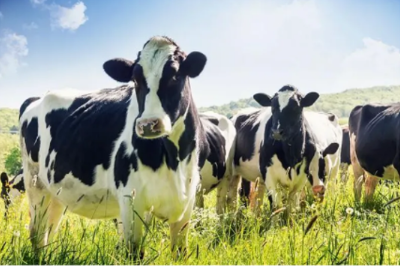 政策解读 | 乳品出口越南有哪些标准要求？